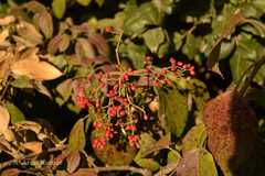 Viburnum mullaha